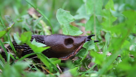 Black-slug-with-red-striped-skirt-fringe-tastes-leaf,-then-moves-on