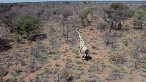 Giraffe-Running,-Aerial-Follow-Shot---Waterberg-Plateau,-Namibia