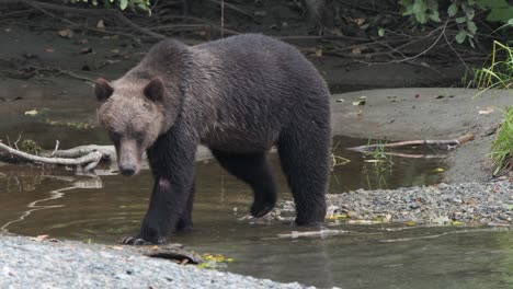 Silver-tip-grizzly-bear-walks-along-riverbank,-looks-for-fish-in-river