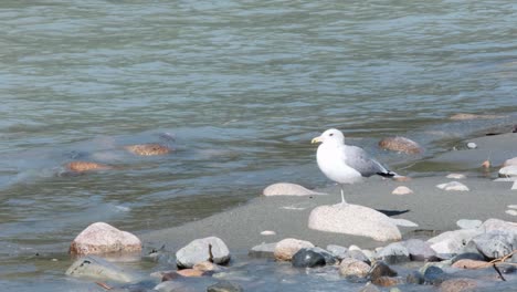 Seagull-stands-on-one-leg-R-side-of-frame-by-glacial-river-in-sunshine