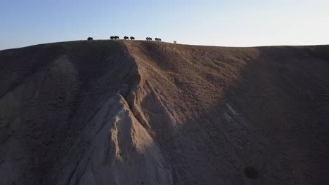 Rising-aerial-reveals-buffalo-bison-herd-artwork-on-badlands-hilltop