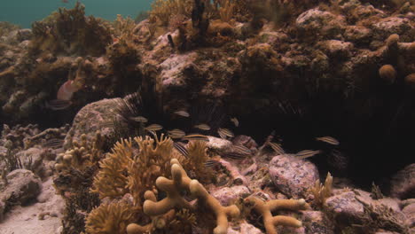 Especies-De-Erizos-De-Mar,-Corales-Y-Peces-En-El-Ecosistema-Submarino-En-El-Océano-Caribe
