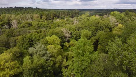 Aerial-flight-over-the-green-forest-with-a-hidden-Little-Ouse-river-near-Thetford-in-the-UK