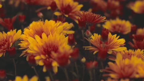 Crisantemos-Amarillos-Y-Rojos-De-Primer-Plano-En-Un-Ramo-De-Flores-De-Crisantemo-Amarillo,-Hermoso-Fondo-De-Flores-Amarillas