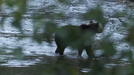 Grizzly-bear-in-salmon-river-through-branches-chases-fish,-blue-hour