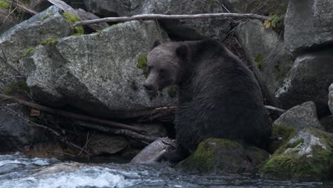 Cautious-large-male-grizzly-bear-sits-on-river-boulders,-eating-salmon