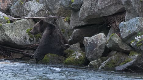Big-grizzly-bear-eating-salmon-beside-river-rocks-looks-into-camera