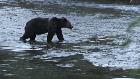 Blue-hour-grizzly-bear-walks-in-river-riffles-looking-for-salmon-fish