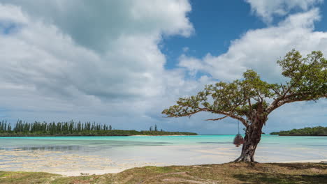 Picturesque-evergreen-tree-alone-on-a-beach-with-a-blue-lagoon-and-columnar-pines-growing-across-the-bay---time-lapse