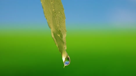 Droplet-Falling-from-Fresh-Green-Leaf-4k