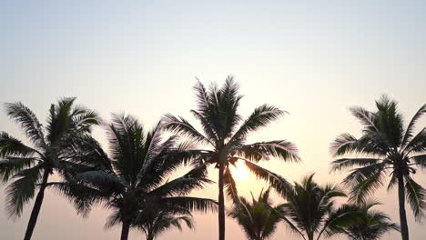 Warme-Tropische-Palmen-Mit-Malerischer-Aussicht-Bei-Sonnenuntergang-Mit-Sonne,-Die-Sich-Hinter-Palmenzweigen-Versteckt