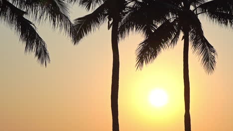 Yellow-Sun-Between-Palms