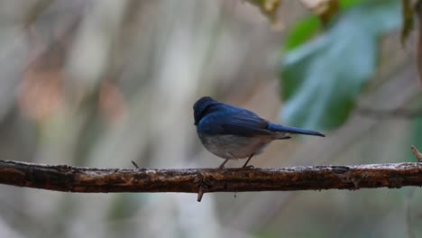 Seen-from-its-back-perching-on-a-thorny-vine,-looking-around,-breathing,-Hainan-blue-Flycatcher,-Cyornis-hainanus,-Kaeng-Krachan-National-Park,-UNESCO-World-Heritage,-Thailand