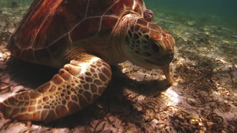 Grüne-Meeresschildkröte,-Die-Langsam-In-Einem-Warmen-Seichten-Wasser-Von-Saint-John,-U