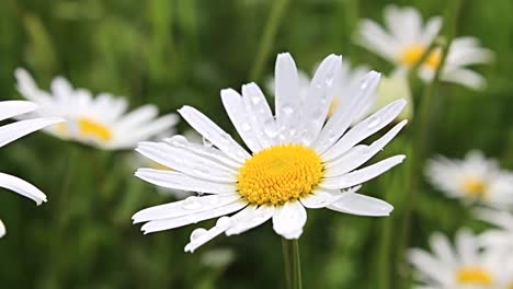 Top-view-of-Chamomile-flowers-close-up-with-soft-focus-swaying-in-the-wind