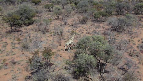 Beautiful-Giraffe-in-Natural-Habitat-on-African-Wildlife-Conservation,-Aerial