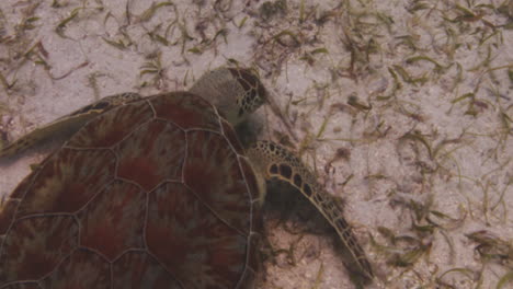 Green-Sea-Turtle-Eating-Underwater-At-St