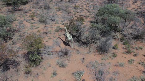 Aerial-view-of-isolated-giraffe-walking-through-savanna-vegetation,-Namibia