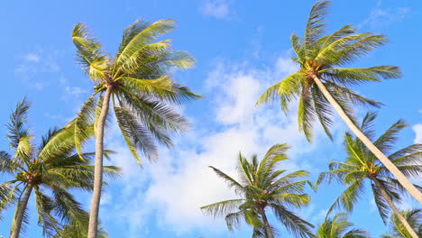 Coconut-Palms-Over-Blue-Sky-with-white-clouds-on-sunny-day---look-up-view