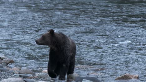 Grizzly-bear-walks-on-rocky-riverbank-during-blue-hour,-hunts-for-fish