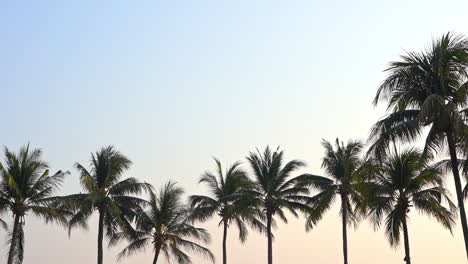 Tropische-Palmen-Silhouette-Malerischen-Blick-Auf-Den-Sonnenuntergang-Himmel,-Statische-Vorlage-Kopieren