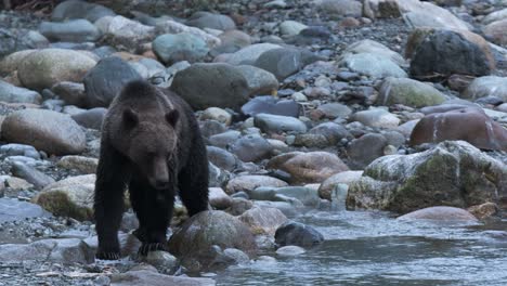 Male-grizzly-bear-walks-along-rocky-river-bank-during-blue-hour-light