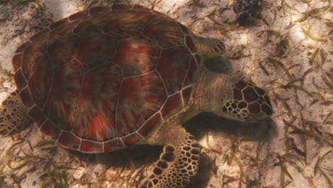 Green-Sea-Turtle-Swims-Under-The-Sea-In-St