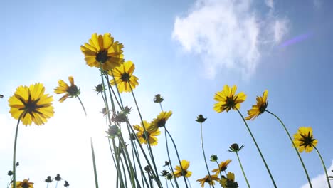 Low-angle-of-yellow-chamomile-flowers-swaying-in-wind-under-the-sunshine-and-blue-sky