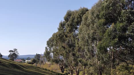 Zeitraffer-Der-Koppel-Mit-Einheimischen-Australischen-Eukalyptus-Eukalyptusbäumen,-Die-Im-Wind-Wehen,-Blätter-Mit-Wildem-Wallaby-Hüpfen-In-Sichtweite-Und-Ozean--Und-Berghintergrund