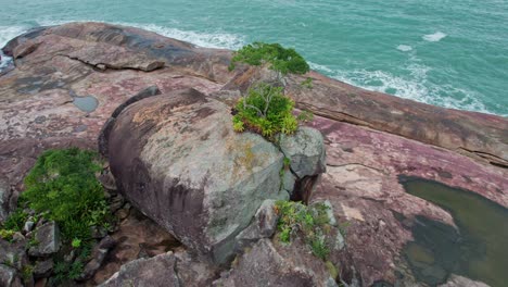 Camera-panning-over-a-small-plant-growing-on-the-rocky-cliff-along-the-sea-shore