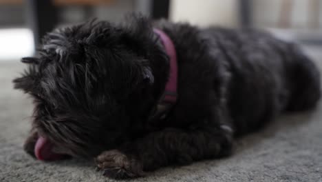 BEAUTIFUL-CLOSE-SHOT-OF-A-CUTE-BLACK-MALTESE-DOG-IN-THE-LIVING-ROOM