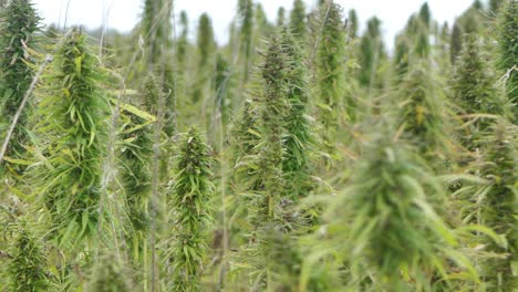 Plantas-De-Marihuana-Estupefaciente-En-El-Campo-Agrícola-Al-Aire-Libre