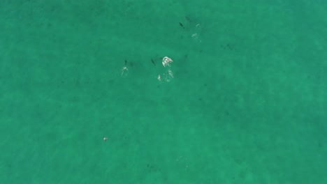 Top-down-aerial-drone-shot-of-dolphins-swimming-in-ocean-seascape
