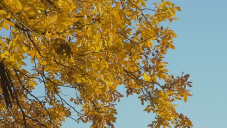 Close-view-of-an-autumnal-tree
