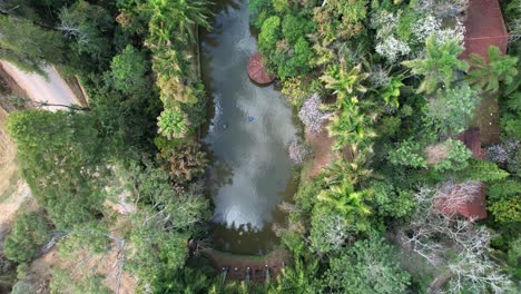 Aerial-top-down-view-of-a-small-pond-in-a-village-surrounded-by-trees