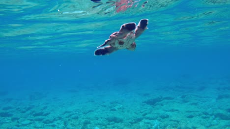 Tortuga-Marina-Bebé-Que-Acaba-De-Empezar-A-Nadar,-Luchando-Por-Nadar-En-Aguas-Poco-Profundas-Del-Mar-Azul