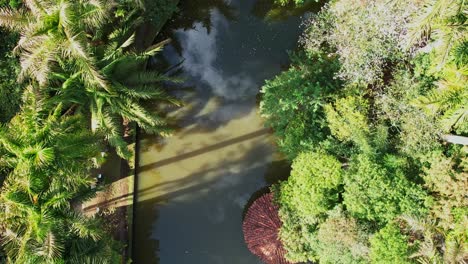 Drohnenaufnahme-Der-Kokosnuss--Und-Palmenkronen-Und-Des-Darunter-Fließenden-Wassers