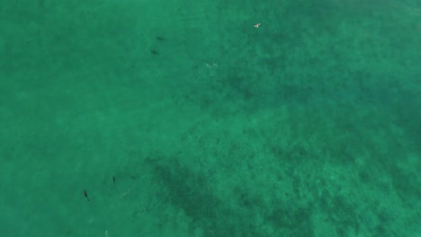Vogelperspektive-Von-Oben-Nach-Unten-Auf-Delfine-Im-Klaren-Baja-Ocean-Seascape-Hintergrund