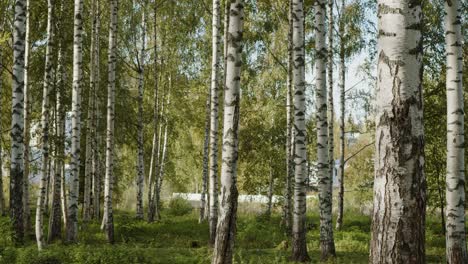 Birch-Tree-Woods-in-Jyvaskyla,-Finland---60fps,-4k