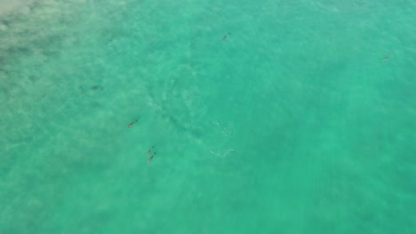 Aerial-top-down-flying-over-clear-blue-ocean-with-fish-and-dolphins-swimming-in-sea