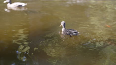 Wild-ducks-swimming-in-clear-pond-water-in-a-garden