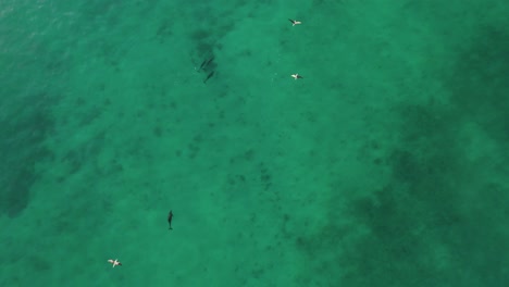 Aerial-of-aquatic-life-dolphins-near-blue-Mediterranean-ocean-seascape,-top-down-seagulls-passing-by