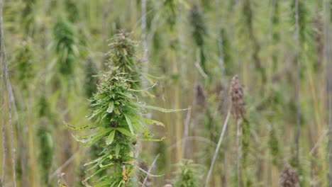 Betäubende-Marihuana-Pflanzen-Im-Landwirtschaftlichen-Bereich-Im-Freien