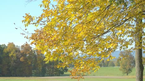 Baum-Mit-Herbstlaub-An-Einem-Windigen-Tag