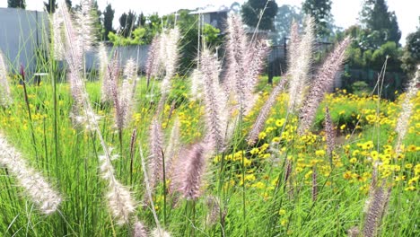 Reed-grass-flower-In-garden