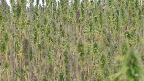 Narcotic-marijuana-plants-in-agricultural-field-outdoors