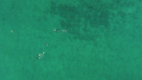 Birds-eye-view-over-sea-dolphins-swimming-in-calm-and-clear-blue-pacific-ocean