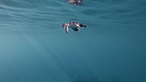 Una-Tortuga-Marina-Verde-Recién-Nacida,-Chelonia-Mydas-Aprendiendo-A-Nadar-Bajo-Un-Mar-Azul-Poco-Profundo