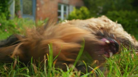Filmaufnahme-Eines-Hundes,-Der-Sich-An-Einem-Sonnigen-Tag-Im-Garten-Hinlegt-Und-Rollt