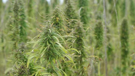 Plantas-De-Marihuana-Estupefaciente-En-El-Campo-Agrícola-Al-Aire-Libre